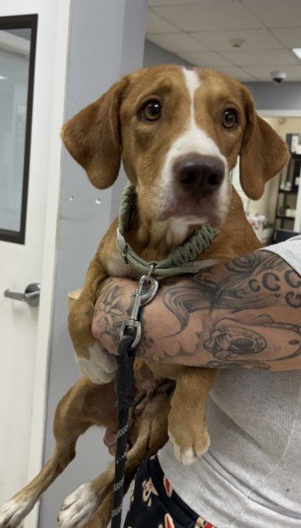 CINNAMON - Beagle available for adoption