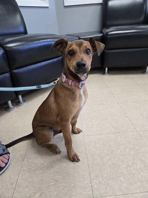 CHIQUITO - Plott Hound available for adoption