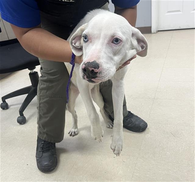 PHOENIX - Australian Cattle Dog/Blue Heeler available for adoption