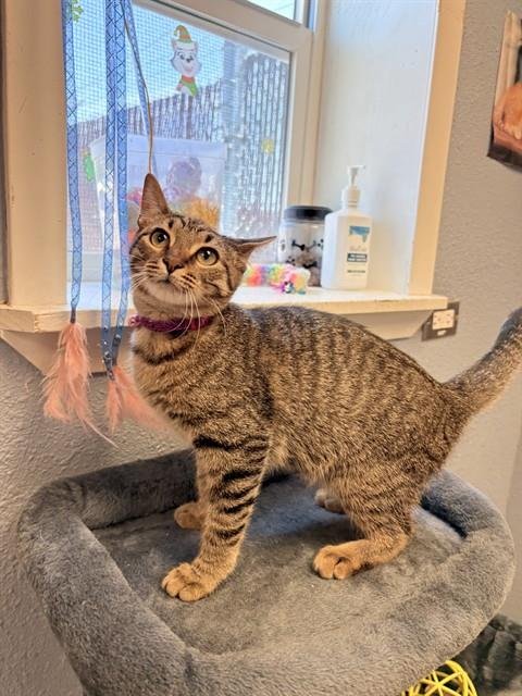 CARLY - Domestic Short Hair available for adoption