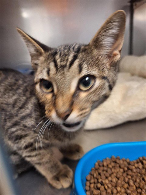CARLY - Domestic Short Hair available for adoption