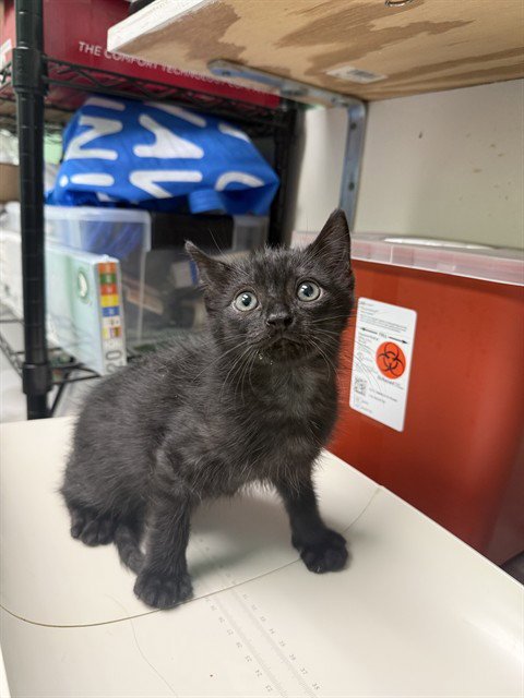 HIP - Domestic Short Hair available for adoption