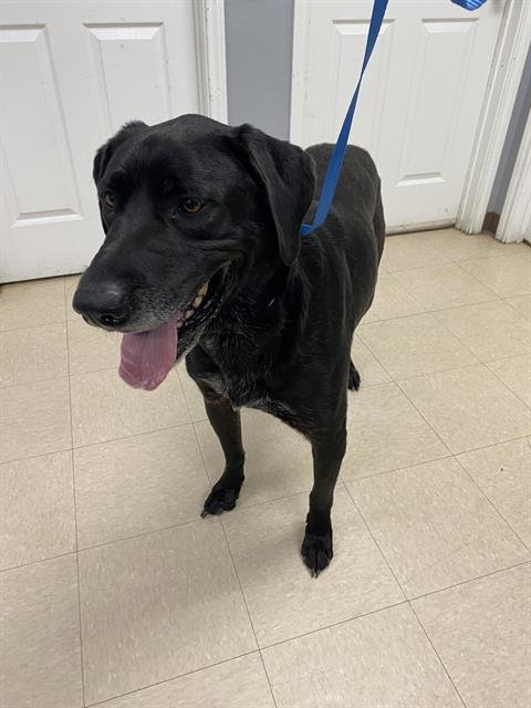 MISCHIEF - Labrador Retriever / Great Dane available for adoption