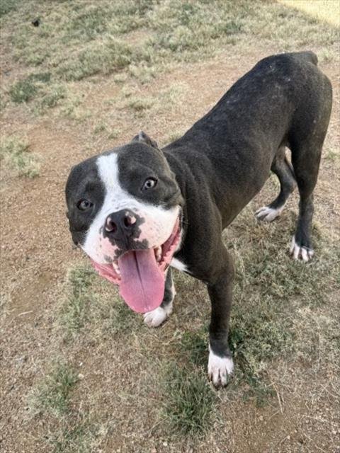 DREW MCINTYRE - Pit Bull Terrier available for adoption