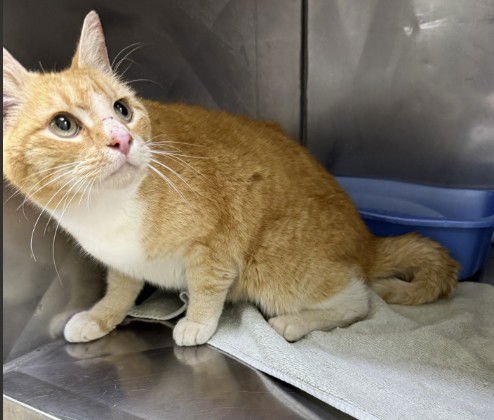 MILBERT - Domestic Short Hair available for adoption