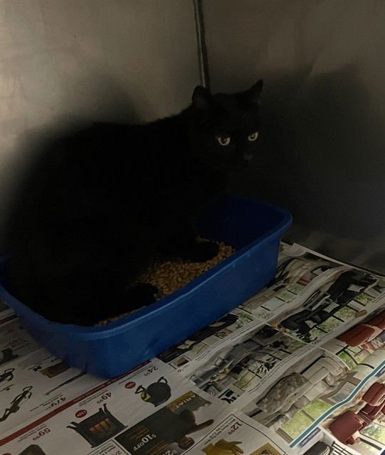 SPOOKY - Domestic Short Hair available for adoption