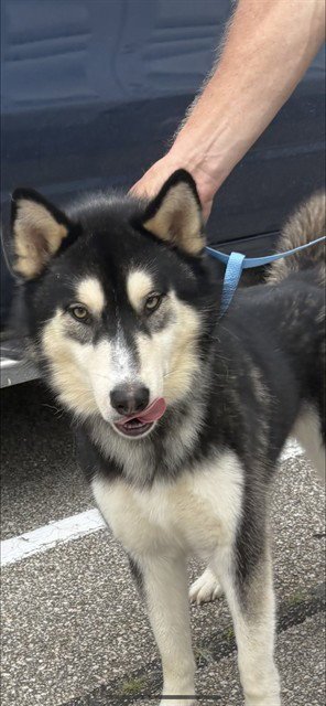 LUCA - Husky available for adoption