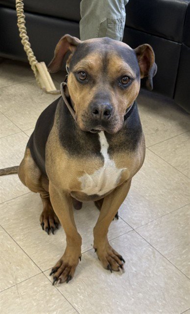 DOG - Pit Bull Terrier available for adoption