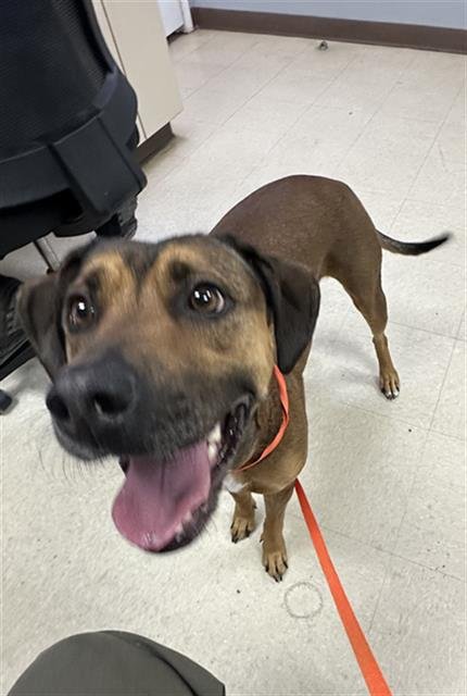 SWEET PEA - Labrador Retriever available for adoption