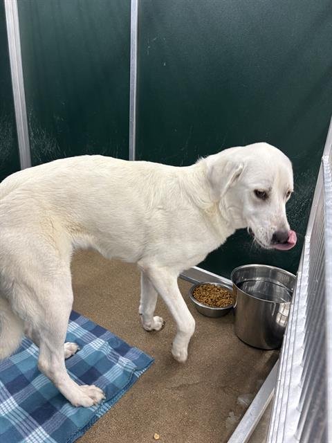 NALA - Great Pyrenees / Labrador Retriever available for adoption