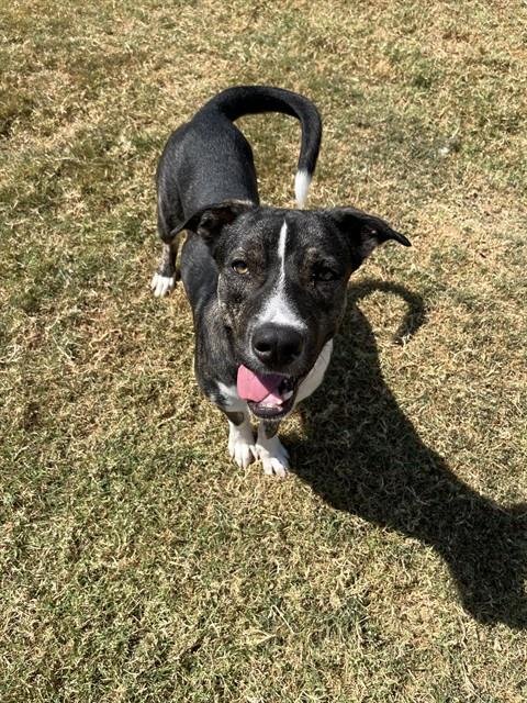 CAPTAIN SNIFF - German Shepherd Dog available for adoption