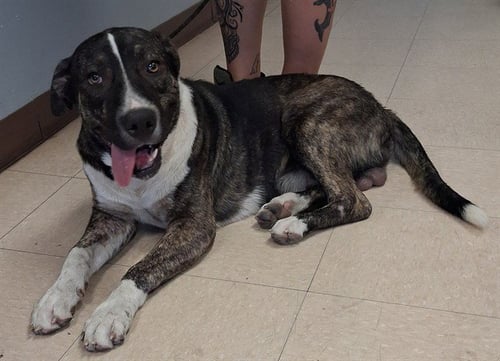 CAPTAIN SNIFF - German Shepherd Dog available for adoption