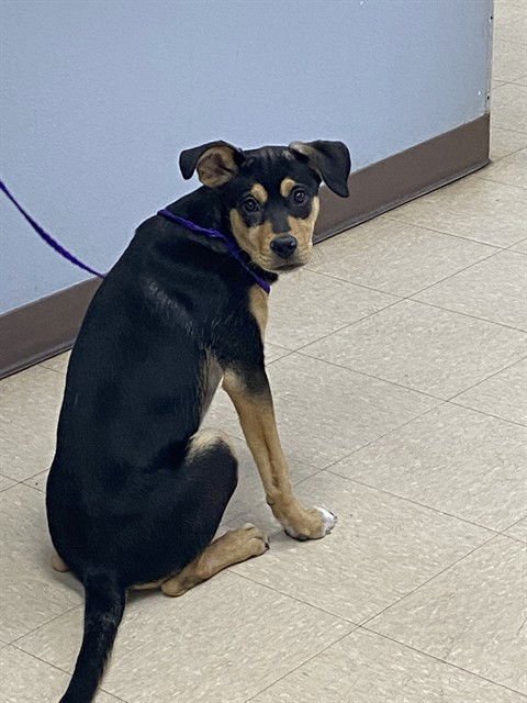 AVA - German Shepherd Dog available for adoption