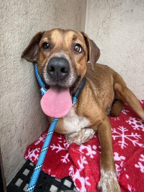 BABMI - Black Mouth Cur available for adoption