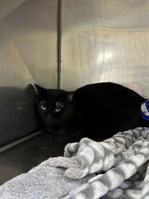 UNKNOWN - Domestic Short Hair available for adoption