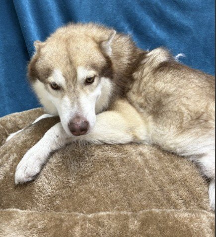 ALUCARD - Siberian Husky available for adoption
