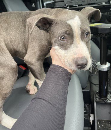 MINNOW - Pit Bull Terrier available for adoption