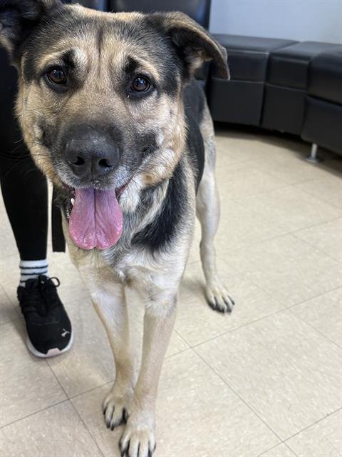 POLO JOHNSON - Husky available for adoption