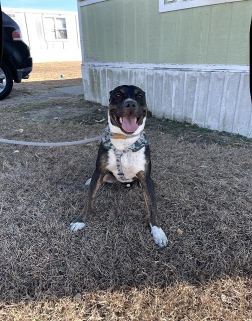 IRIS - Entlebucher available for adoption