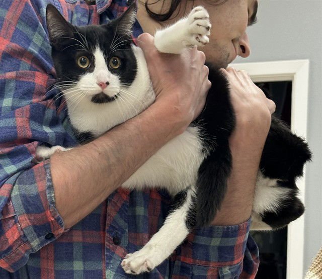 TIM GUY - Domestic Short Hair available for adoption