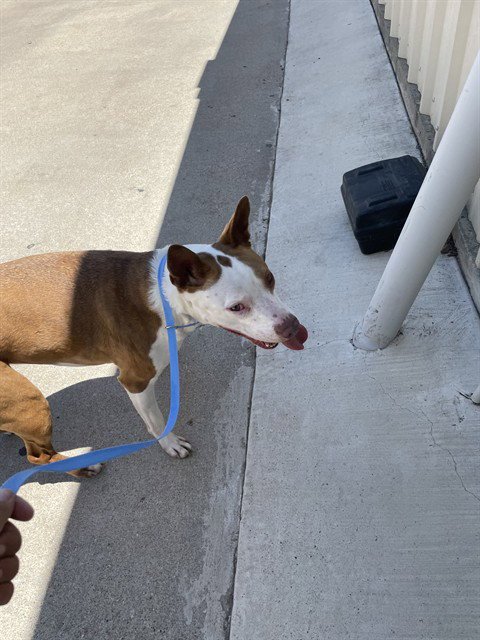 MILLIE - Pit Bull Terrier available for adoption