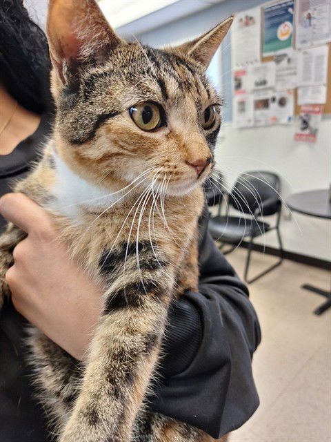 FRITO - Domestic Short Hair available for adoption