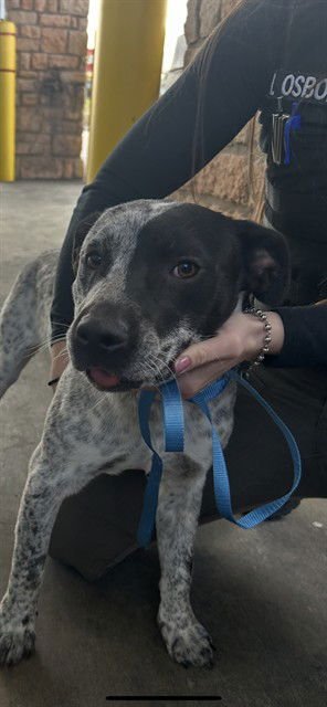 SPORT - Queensland Heeler available for adoption