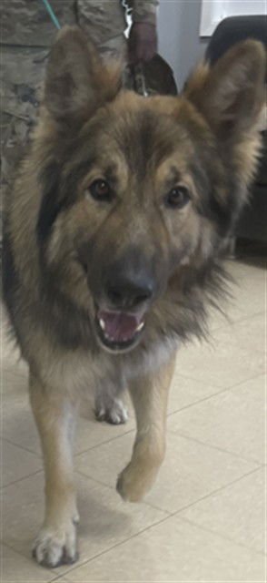 BARKLEY - German Shepherd Dog available for adoption