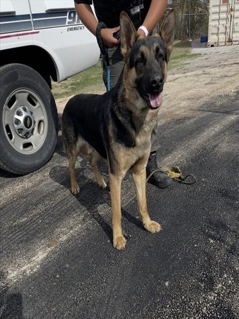 OAKLEY - German Shepherd Dog available for adoption