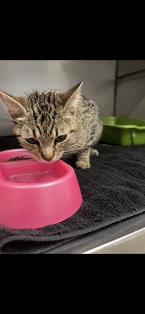 POINSETTIA - Domestic Short Hair available for adoption