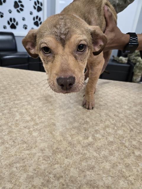 CLOVER - Pit Bull Terrier available for adoption