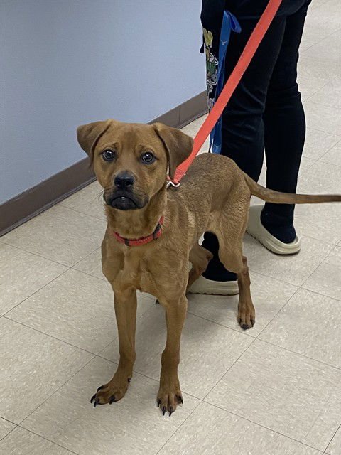 ZURRO - Labrador Retriever available for adoption