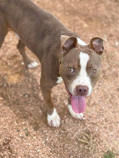 MOMO - Pit Bull Terrier available for adoption