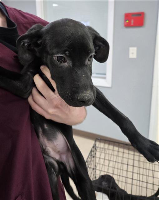 BUCK - Labrador Retriever available for adoption