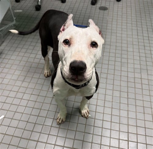 ROSE - Staffordshire Bull Terrier available for adoption
