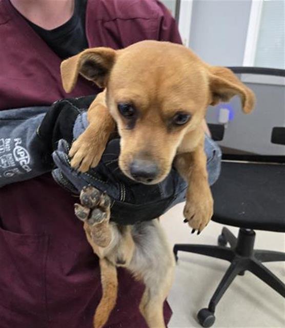 PEANUT - Chihuahua available for adoption