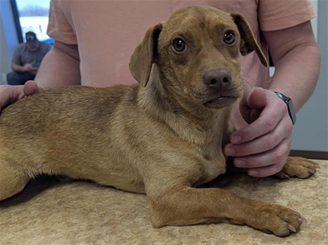 SPOT - Dachshund available for adoption