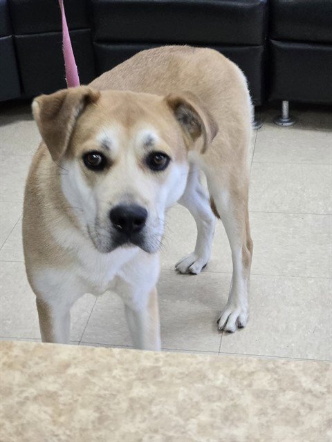 APRICOT - Husky available for adoption