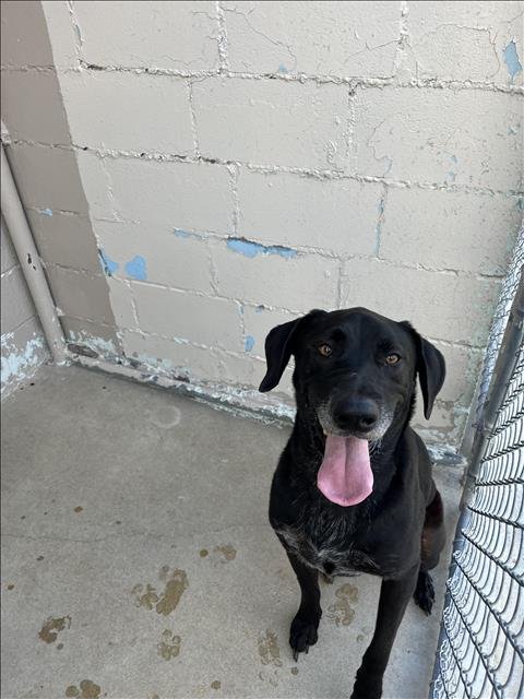 MISCHIEF - Labrador Retriever available for adoption