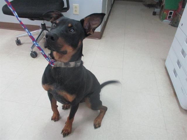 KANE - Doberman Pinscher available for adoption