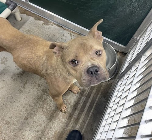 HONEY - Pit Bull Terrier available for adoption