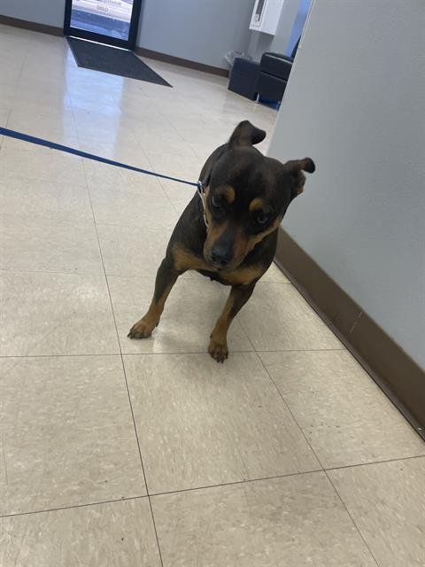 ELLIE - Miniature Pinscher available for adoption