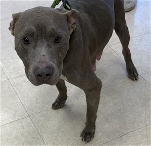 LAINEY - Pit Bull Terrier available for adoption