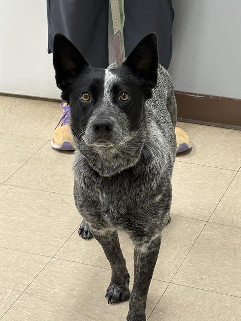 SADIE - Queensland Heeler available for adoption