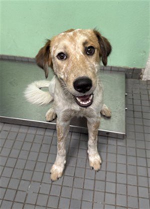 HAWAII - Australian Cattle Dog/Blue Heeler available for adoption