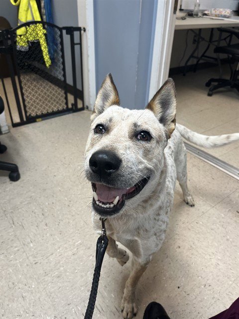 JUELZ - Queensland Heeler available for adoption