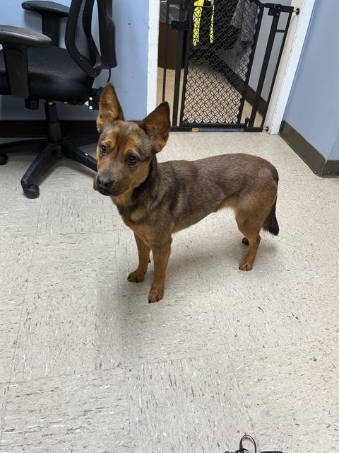 KIT - German Shepherd Dog available for adoption