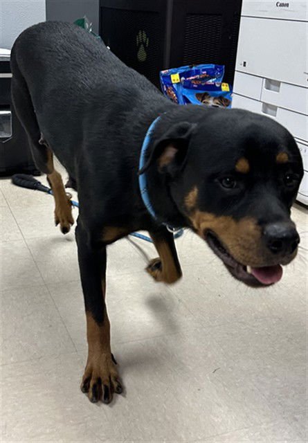 JADE - Rottweiler available for adoption