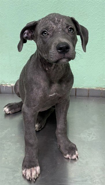 MOE - American Pit Bull Terrier available for adoption