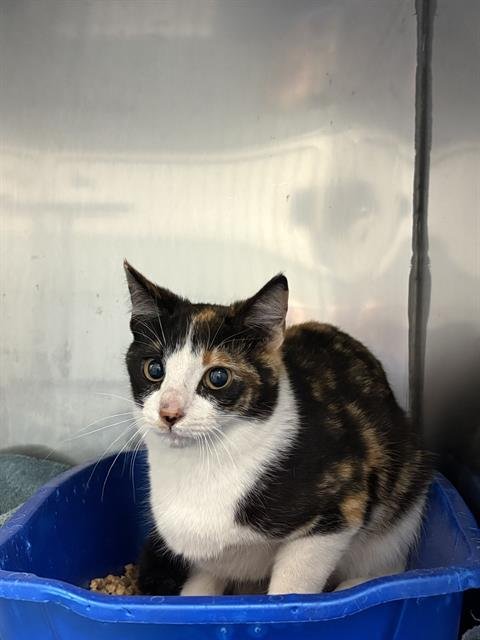 PATCH - Domestic Short Hair available for adoption